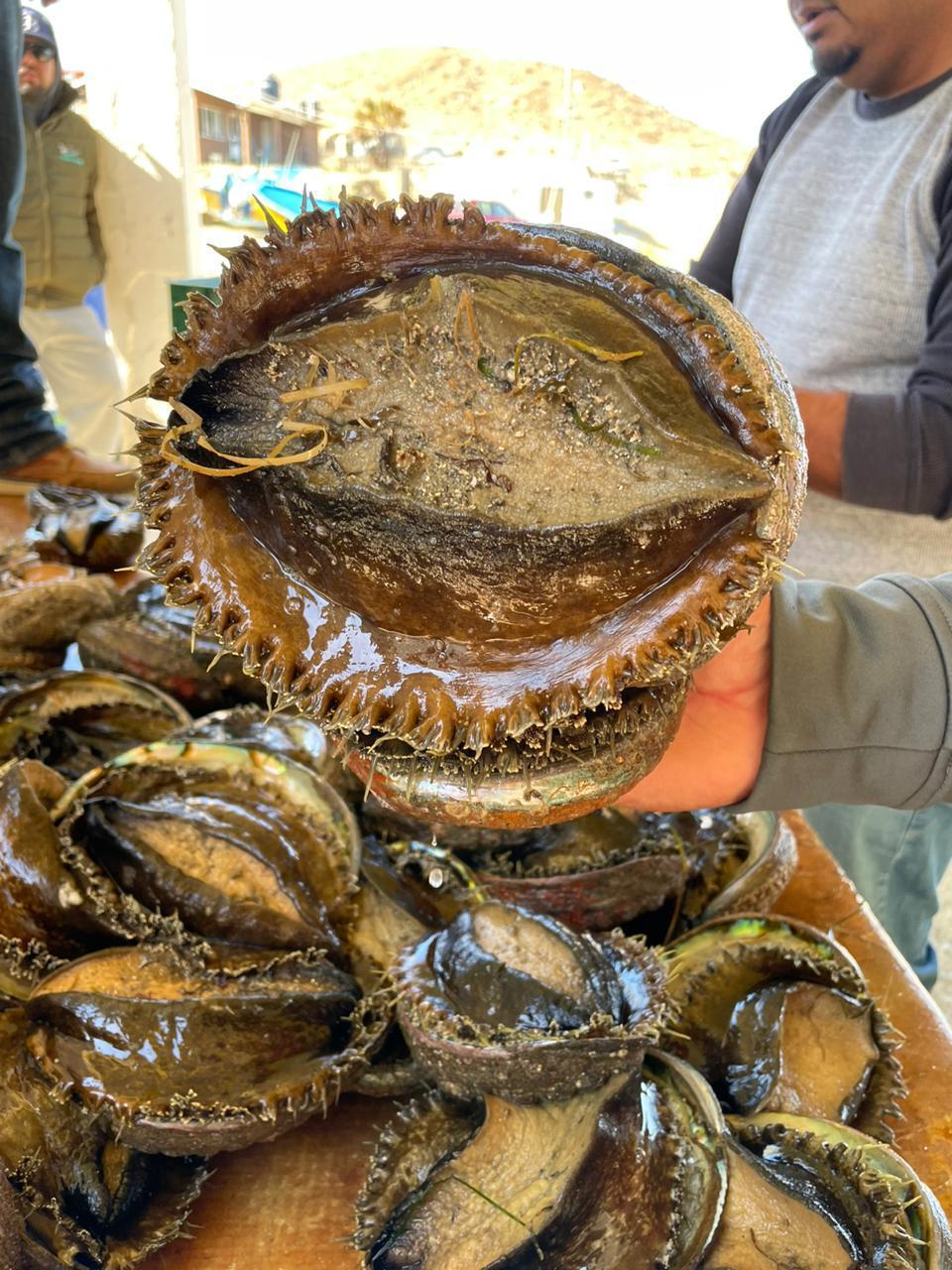 Caracol Marino