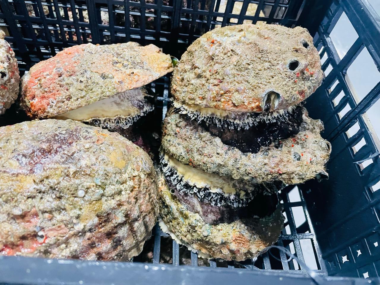 Langosta Fresca